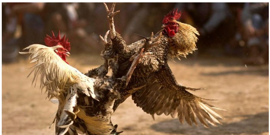 Stone Chicken